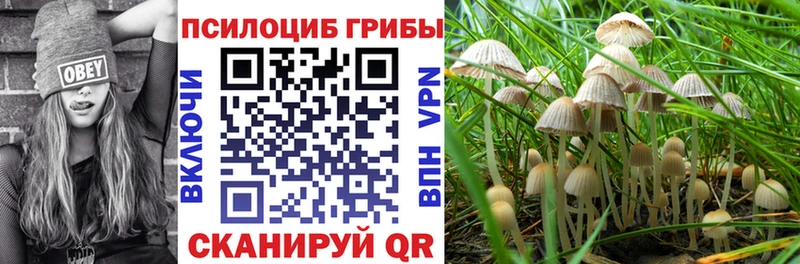 Галлюциногенные грибы Cubensis  Избербаш 